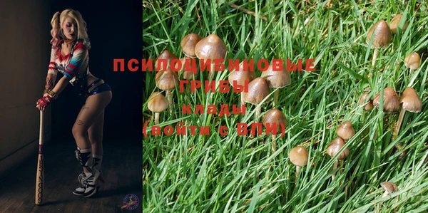 PSILOCYBIN Беломорск